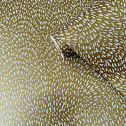 Galerie Wallcoverings Product Code: DWP0363-04 - Zen Wallpaper Collection Galerie Wallcoverings Product Code DWP0363-04 - Zen Wallpaper Collection - Fan Fleck Design